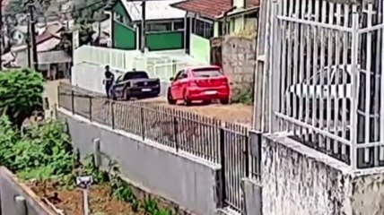 Onça-parda é vista circulando pelas ruas e fica frente a frente com morador em cidade de SC