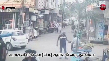 दो आवारा सांड की लड़ाई में गई राहगीर की जान, VIDEO
