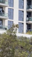 Dubai: Blue and gold macaw attacked by crows in Al Mankhool