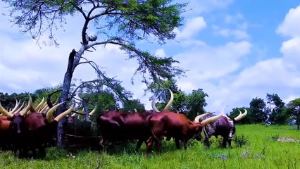 Millions Of Longhorn Cattle In America And Africa Are Raised This Way - Cattle Farming