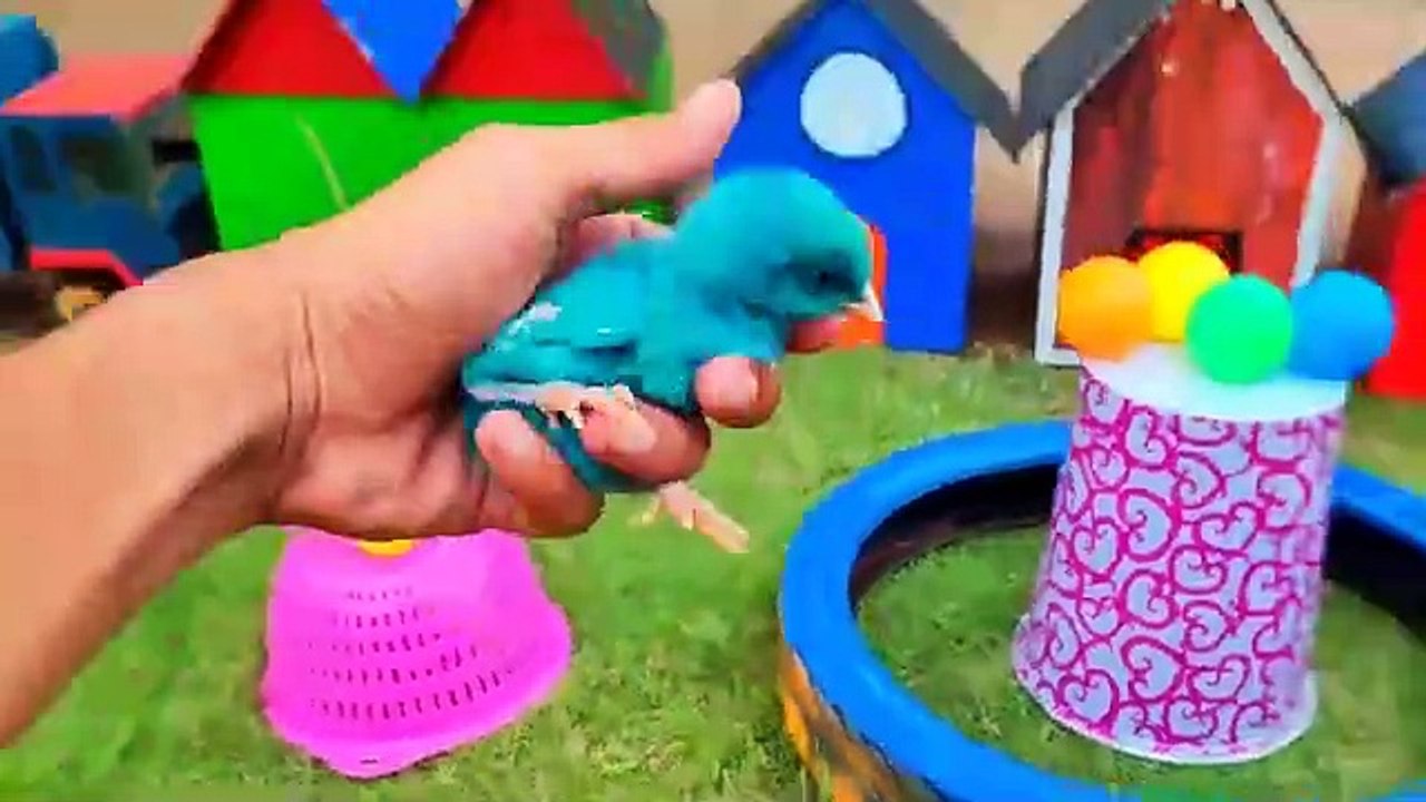 World Cute Chickens, Colorful Chickens, Rainbows Chickens, Cute Ducks, Cat, Rabbits,Cute Animals 🐤🐟