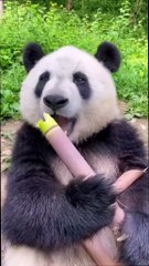 "Adorable Panda Steals Hearts with Stick Trick"