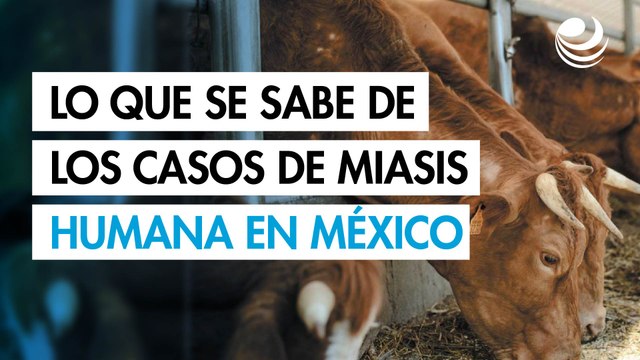 ¿Qué se sabe de los casos de gusano barrenador en humanos detectados en Chiapas y Oaxaca?