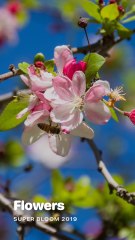 Spring. Nothing says spring and early summer like beautiful flowers.