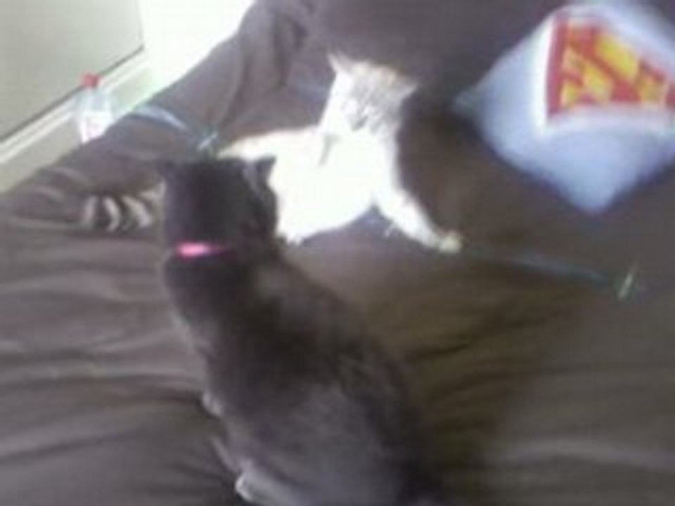 Combat de chats