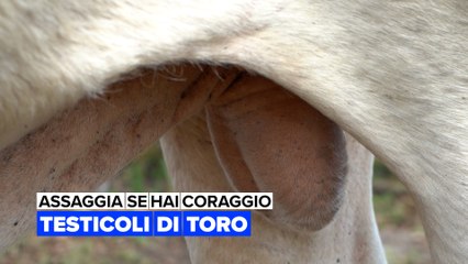 Assaggia se hai coraggio: Testicoli di toro