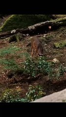 Bella's first hunt after becoming a vampire, she accidentally meets a human.#shots #movie #film