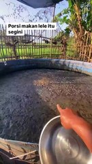 Memberi makan Ikan Lele