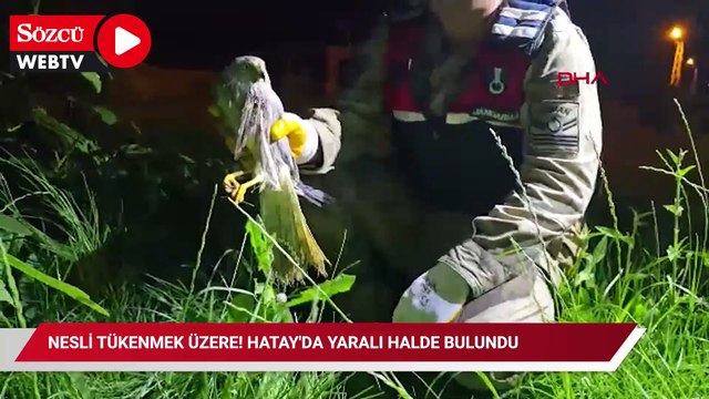 Nesli tükenmek üzere! Hatay'da yaralı halde bulundu
