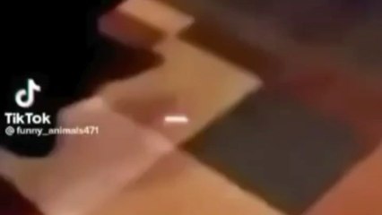 “Top 5 Funniest Animal Moments Caught on Camera”