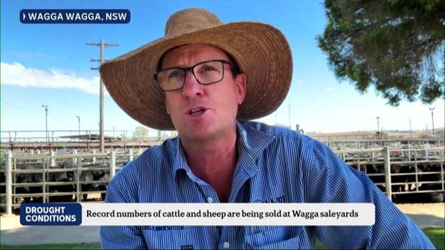 Drought forcing farmers to sell off livestock early