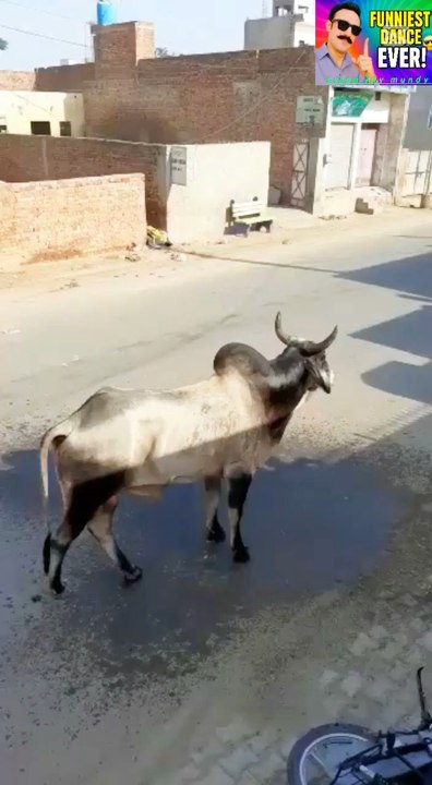 Bull hits cyclist.#uploadyoutubeshorts #uploadyoutubevideos #fyp