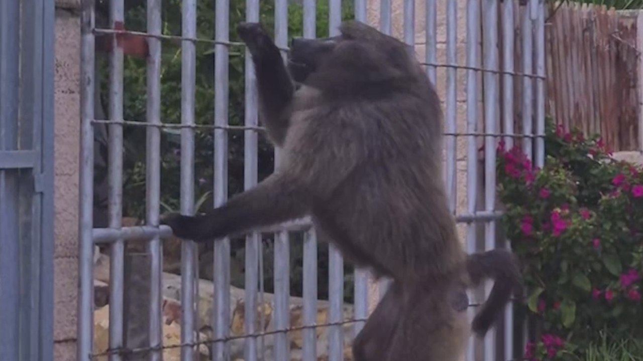 Moment, in dem wilde Paviane durch Wohnviertel in Kapstadt stürmen