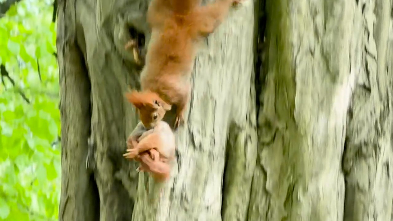 Eichhörnchenmutter findet ihr Baby wieder, indem sie es sanft im Maul hält