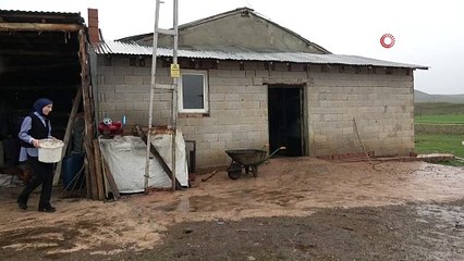 Bayburt’un tek kadın manda yetiştiricisi devlet desteğiyle kendi çiftliğini kurdu: Mandaları köyün simgesi oldu