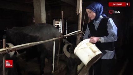 Bayburt'un tek kadın manda yetiştiricisi devlet desteğiyle kendi çiftliğini kurdu