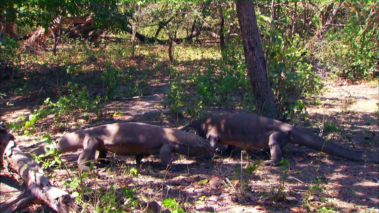 S01e04.Mating.The.Search.For.The.Other.Half