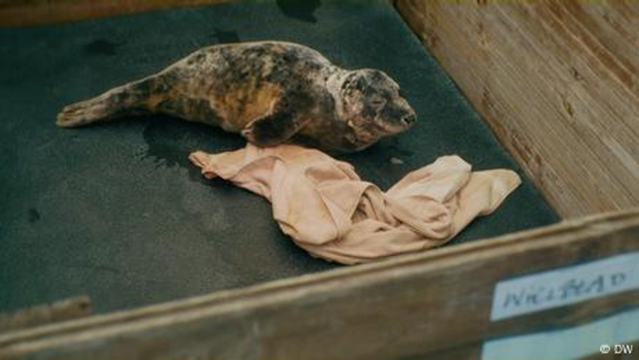 Polens Robbenbaby-Retter im Einsatz