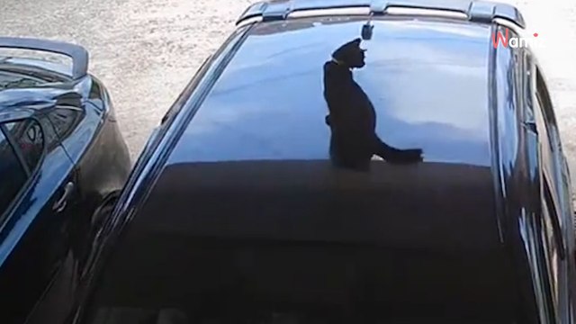 Mann fährt mit dem Auto los: Plötzlich kommt etwas dazwischen, das 13 Millionen Zuschauer schockt!