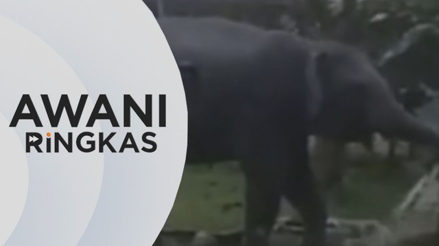 AWANI Ringkas: Lebih 2,00 pekbagai spesies hidupan liar mati dilanggar