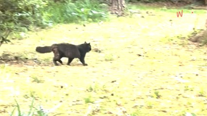 Elle aperçoit son chat disparu depuis 24 jours : sa joie vire très vite aux sanglots (vidéo)