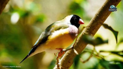 Gouldian Finch – The Exquisitely Beautiful Bird of Northern Australia's Wilderness