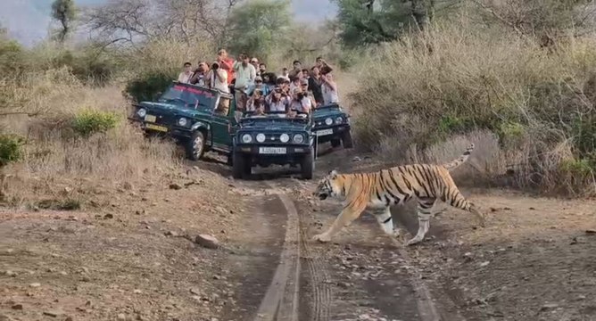 VIDEO: जिप्सी के आगे निकली बाघिन को देखकर पर्यटक हुए रोमांचित