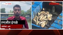 तलावांचे शहर असणाऱ्या ठाण्यातील सिद्धेश्वर तलावातील माशांचा प्रदूषणामुळे मृत्यू