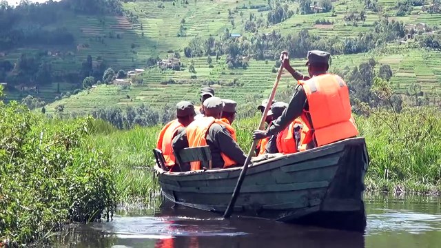 Grey Crowned Cranes return to Rwanda thanks to conservation efforts