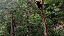 The daily life of pandas 🐼(90)   #Panda #Lovely