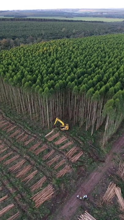 forest tree cutting