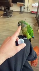 A Turkish barber is searching for his pet parakeet after it flew away last week
