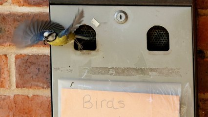 Blue tit family set up home in ashtray outside village hall