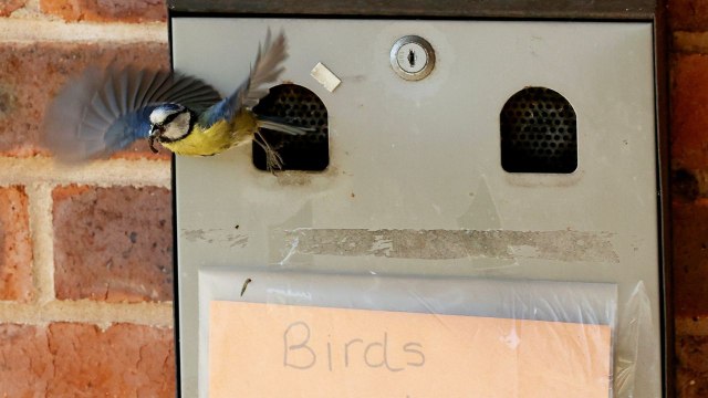 Blue tit family set up home in ashtray outside village hall