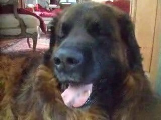 LE REVEIL D'UN LEONBERG