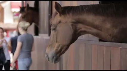 Horse coaching, empatia e decisioni nel training dei manager