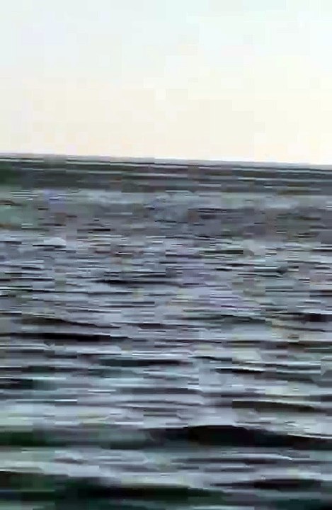 Un rorqual commun aperçu à quelques mètres du bord à Nice