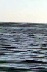 Un rorqual commun aperçu à quelques mètres du bord à Nice
