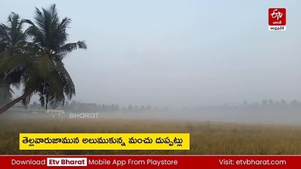 కోనసీమలో ఆహ్లాదకర వాతావరణం - కప్పుకున్న మంచు దుప్ప