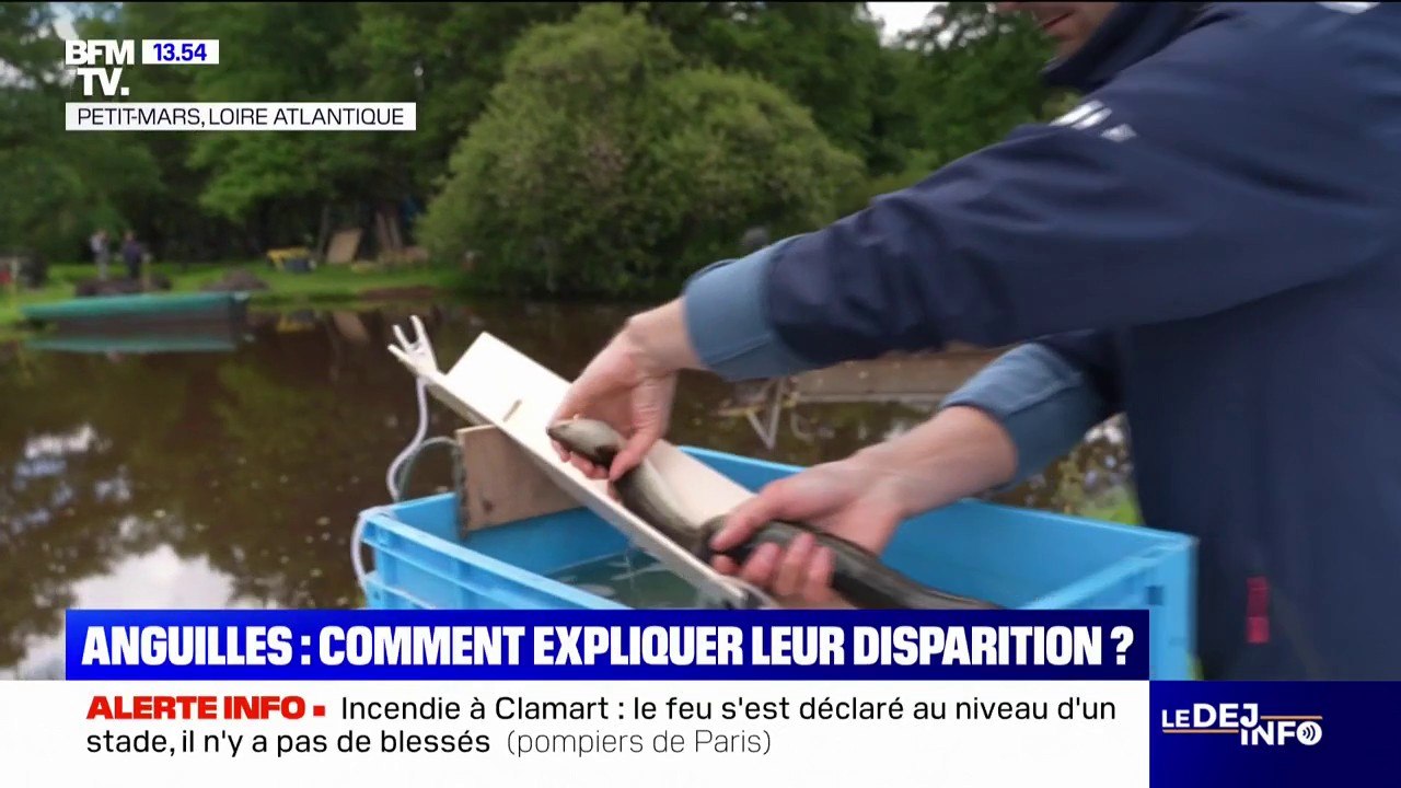 Les effectifs des anguilles ont baissé de 95% depuis les années 1960