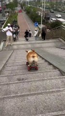 A straight path_ just skateboarding straight ahead 🛹_ No way❌ No way❌_ Had to keep making all kinds of turns... finally spun out and flipped over 🐨_1
