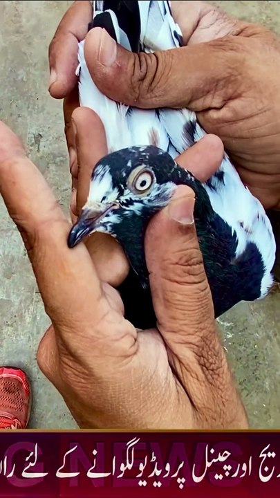 Subscribe Our YouTube Channel For Complete Videos https://www.youtube.com/@PakistanPigeonAssociation