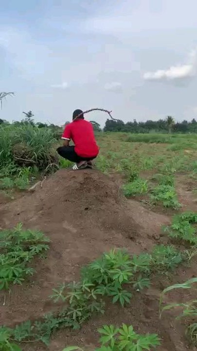 funny vedio
