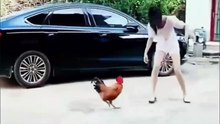funny pets