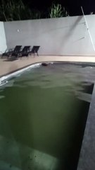 Capivara invade casa e toma banho inesperado em piscina