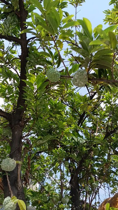 फल का नाम क्या है