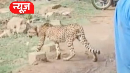 Kuno नेशनल पार्क से फिर रिहायशी इलाके में पहुंचे चीते