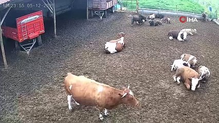 Amasya’da ineklerin depreme yakalandığı anlar kamerada