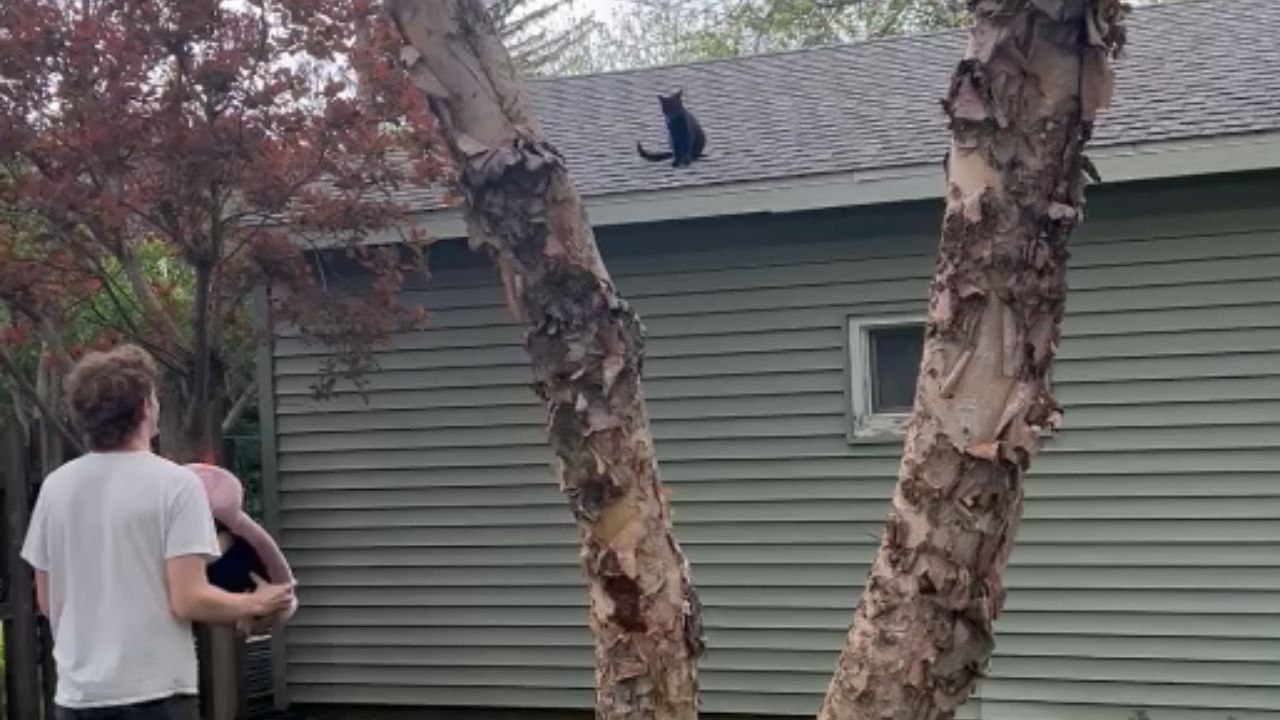 Young man saves his mischievous cat stuck on the rooftop