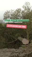Deux hommes reconnus coupables d'avoir abattu un arbre célèbre en Angleterre